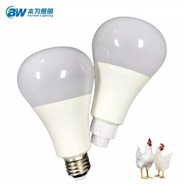 Lampu Led untuk Babi