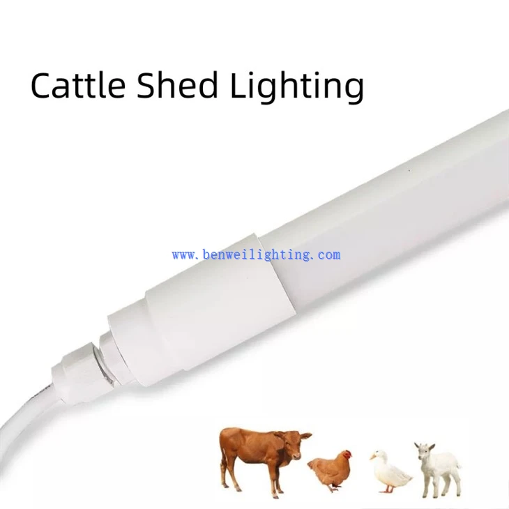 Chicken Light With 0-12V 5100K 10W 20W