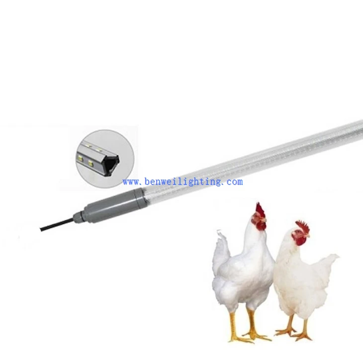 Chicken Light With 0-12V 5400K 30W 20W