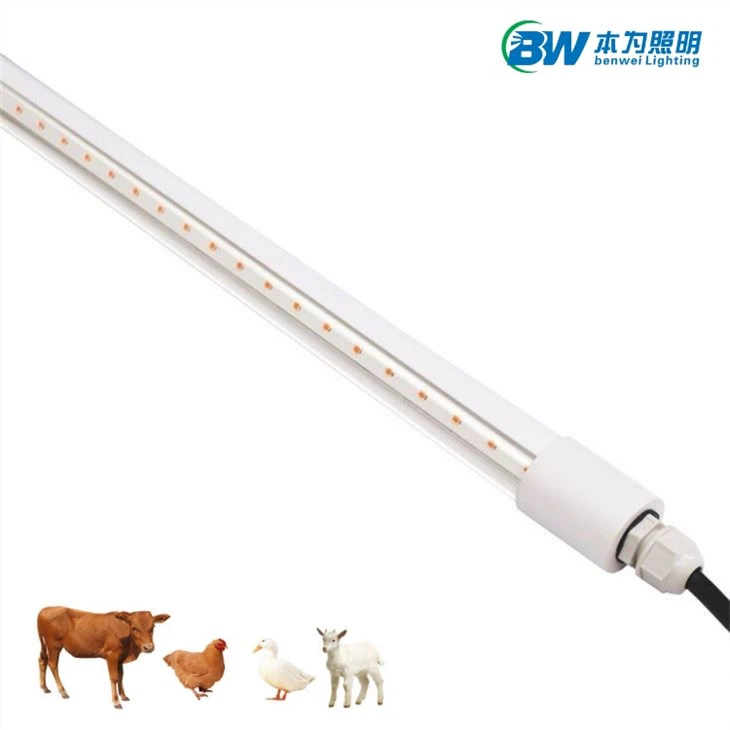 CRI 90 LED Poultry Lighting