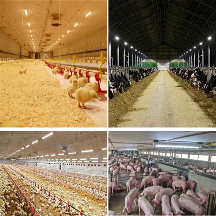 Cow led lamp 6