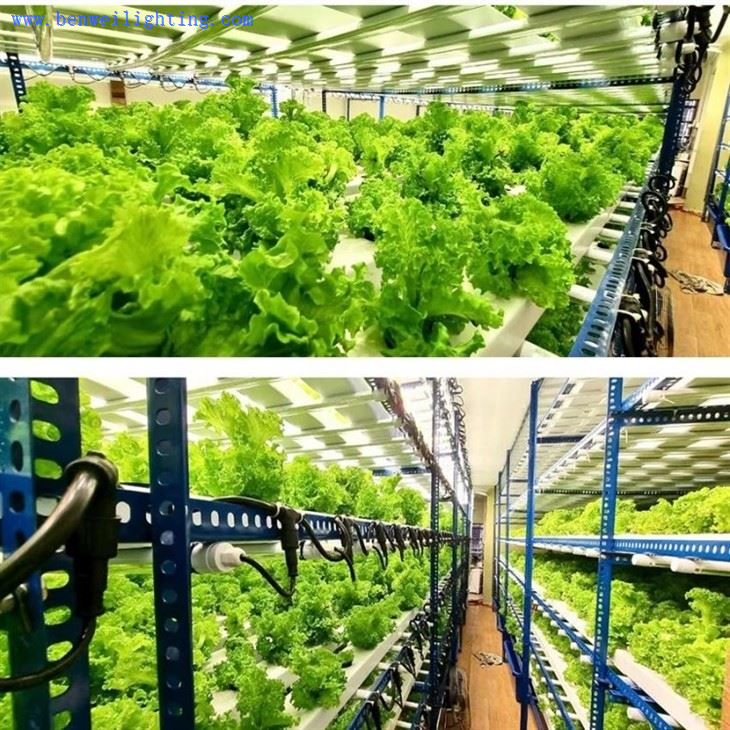 grows light spectrum