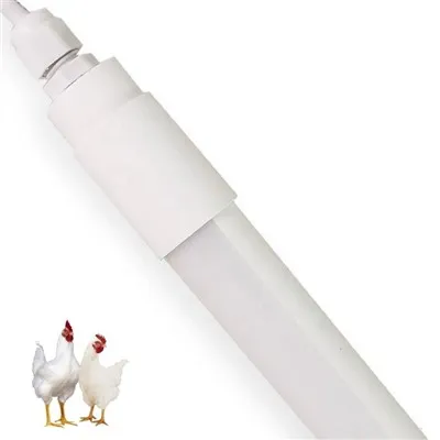 Lampu ayam yang diketuai 150cm