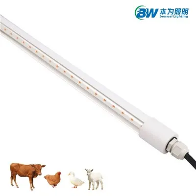 Lampu Led Ayam 20W